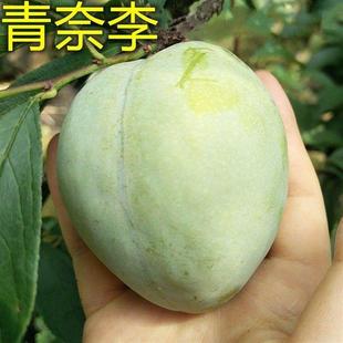 买一送一李子树苗晚熟青奈三华嫁接苗李李蜂糖李脱骨奈李当年结果