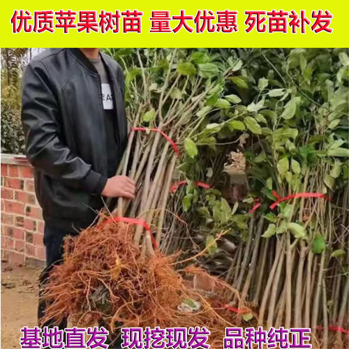 苹果树果苗特大嫁接红富士庭院室外果树南北方种植带土苹果苗盆栽