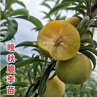 晚秋脆李金秋蜜脆李清泉蜜脆李高糖离核青李子蜂糖李湖南果苗直销