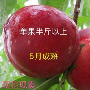 特早熟黄肉油桃新品 浓甜 丰产 单果重半斤 种京蕾油桃树苗5月成熟