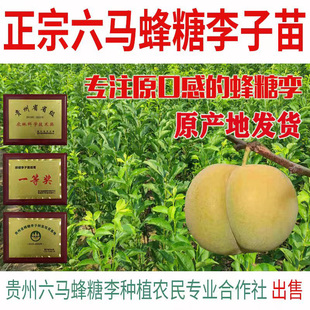 贵州六马正宗蜂糖李子树苗原产地老枝嫁接李子树苗镇宁蜂蜜李子树