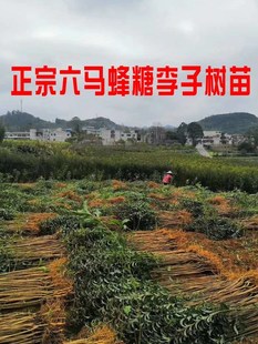 正宗蜂糖李子树苗贵州源产地嫁接苗六马蜂蜜李子盆栽种植苗青脆李