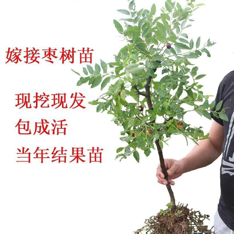 果树苗嫁接枣树苗新品种黑仙枣树活苗黑枣树苗地盆栽当年结果大苗