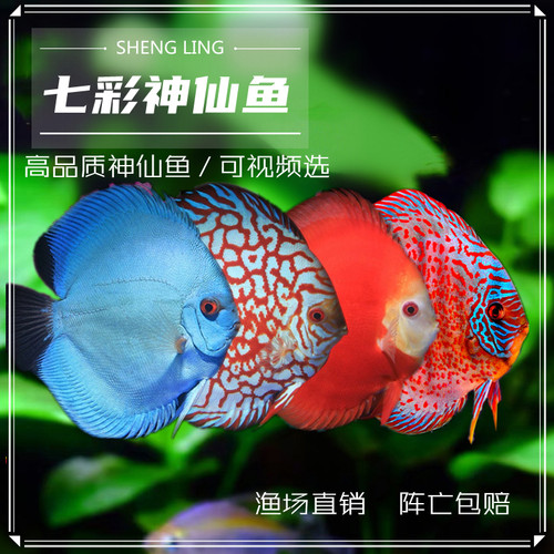 七彩神仙热带鱼淡水鱼