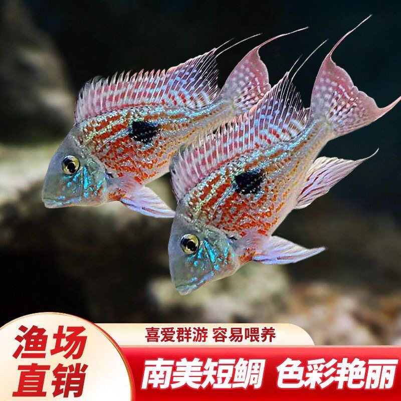 南美食土鲷关刀观赏活鱼赤荔凤冠元宝凤凰红珍珠关刀斯威尼蓝宝石