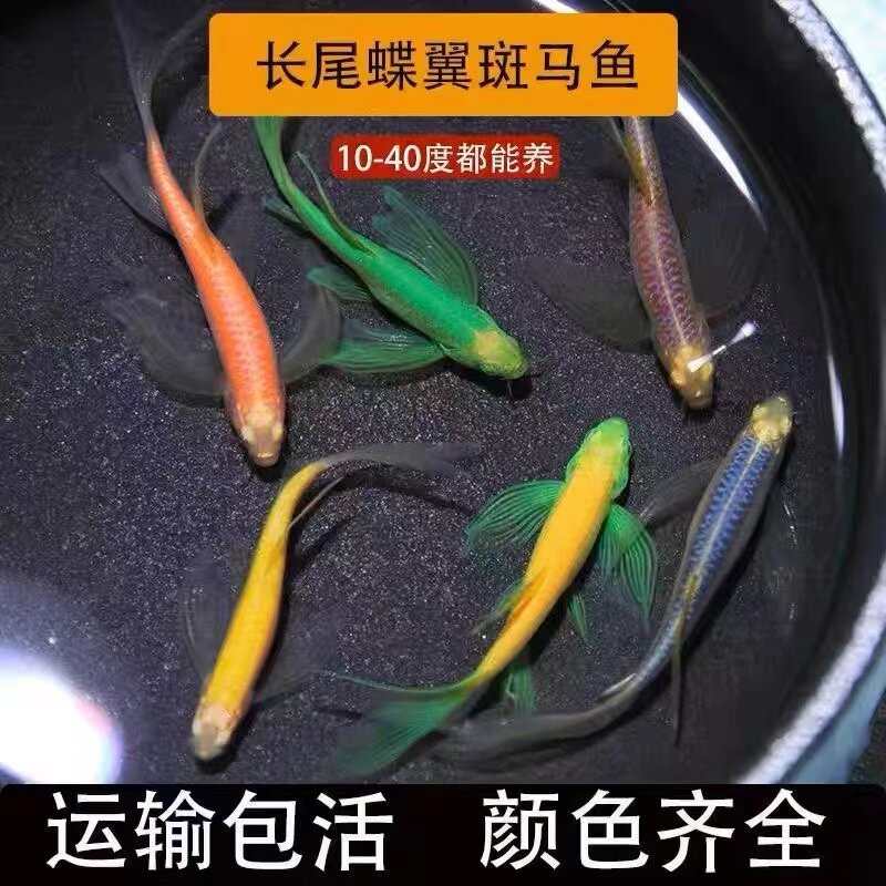 冷水观赏鱼长鳍长尾荧光蝶翼斑马鱼大号好养练手淡水红绿灯科孔雀