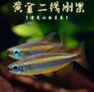黄金二线刚果灯鱼高端热带鱼草缸南美缸群游活体鱼小型灯活体鱼