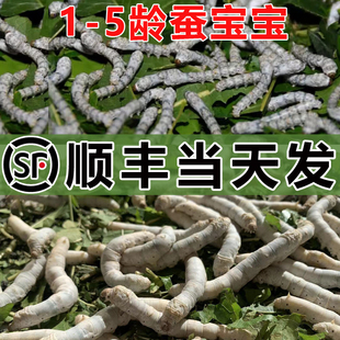 【顺丰当天发】蚕宝宝学生养蚕套装幼虫活体蚕卵蚕籽蚕种新鲜桑叶
