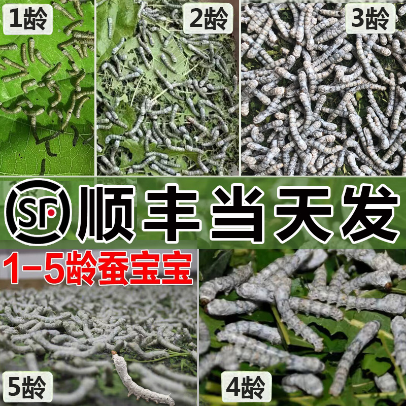【顺丰当天发】蚕宝宝学生养蚕套装幼虫12龄蚕卵新鲜桑叶蚕籽春蚕