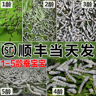 【顺丰当天发】蚕宝宝学生养蚕套装幼虫12龄蚕卵新鲜桑叶蚕籽春蚕