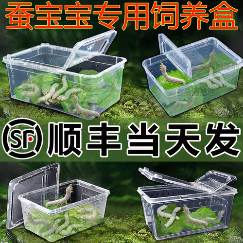 【顺丰当天发】蚕宝宝学生养蚕套装全套工具用的盒子箱专用饲养盒