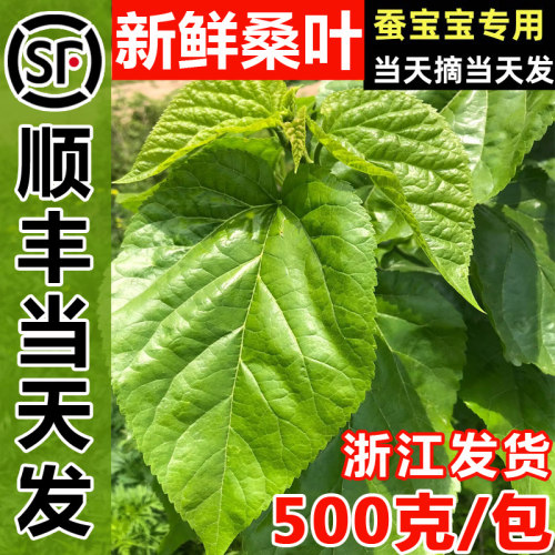 【顺丰当天发】新鲜桑叶蚕宝宝学生养蚕套装大小蚕喂蚕鲜嫩桑树叶
