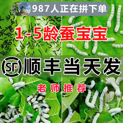 【顺丰当天发】蚕宝宝学生养蚕套装幼虫活体小蚕卵饲养盒新鲜桑叶