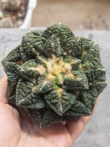 自根萝卜根龟甲牡丹大母本苗接牡丹草球嫁接仙人球一物一拍