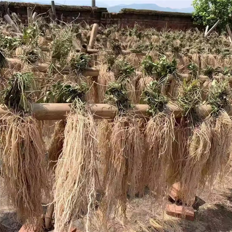 广东汤料养肝草丝线根开胃草护肝草养肝护肝龙须草养生煲汤材料