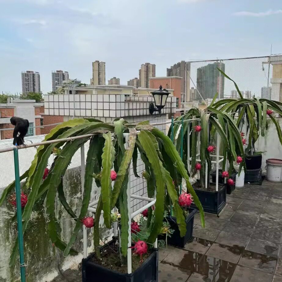 简约加厚火龙果种植箱PVC耐用支架阳台楼顶蔬菜盆子绿植盆花卉盆