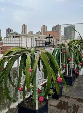火龙果PVC水管支架盆栽果苗盆
