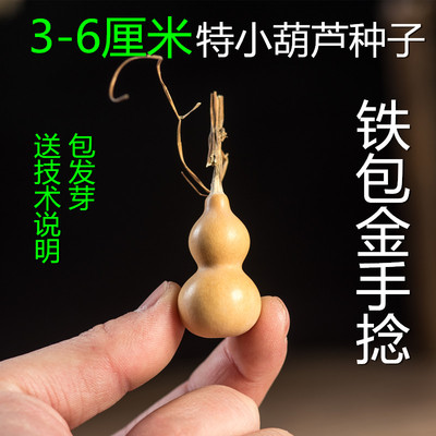 特大中号种子草里金手捻亚腰葫芦