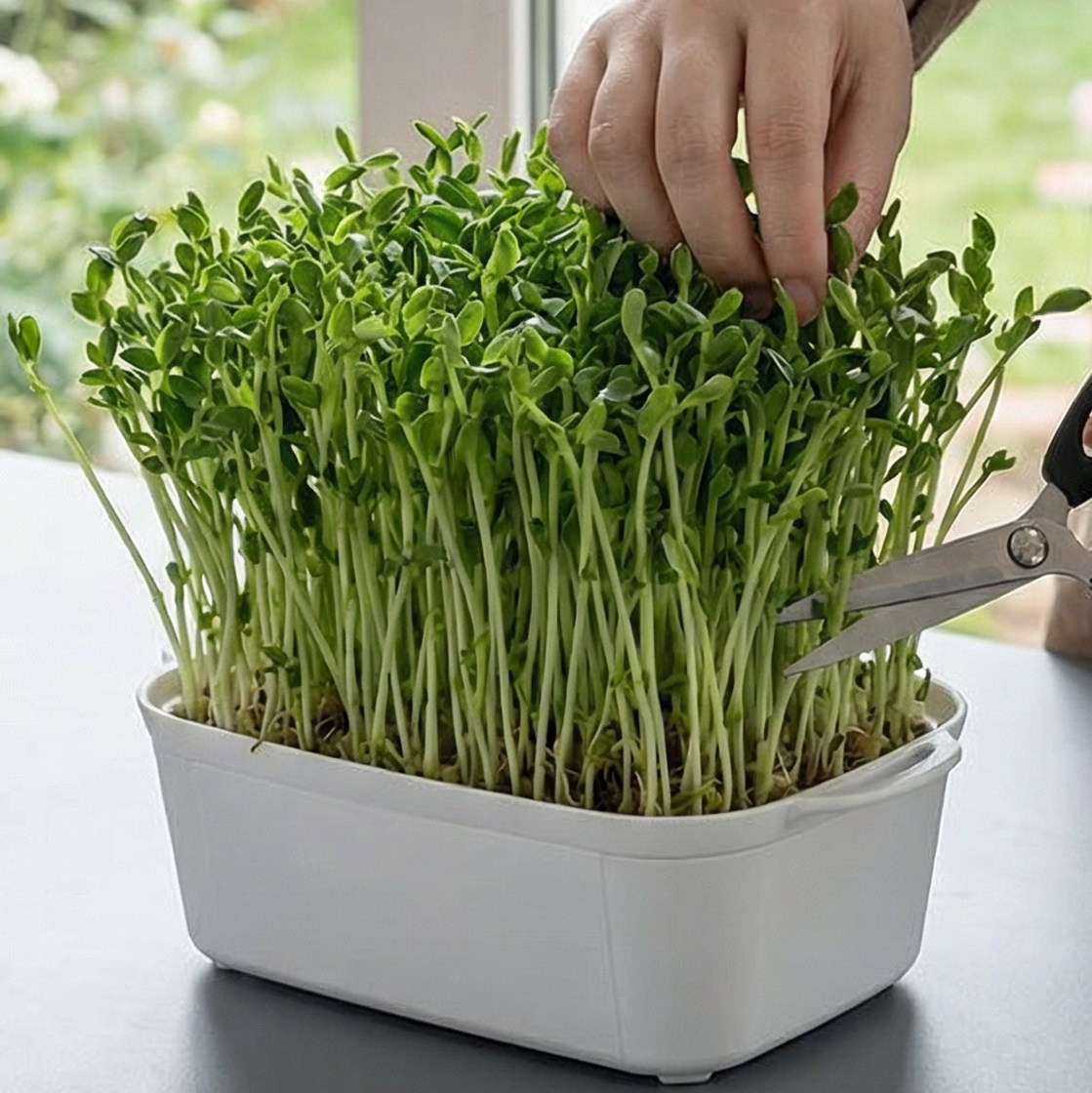 日本进口豌豆苗发芽盆绿豆芽栽培器蔬菜猫草种植无土水培育苗托盘