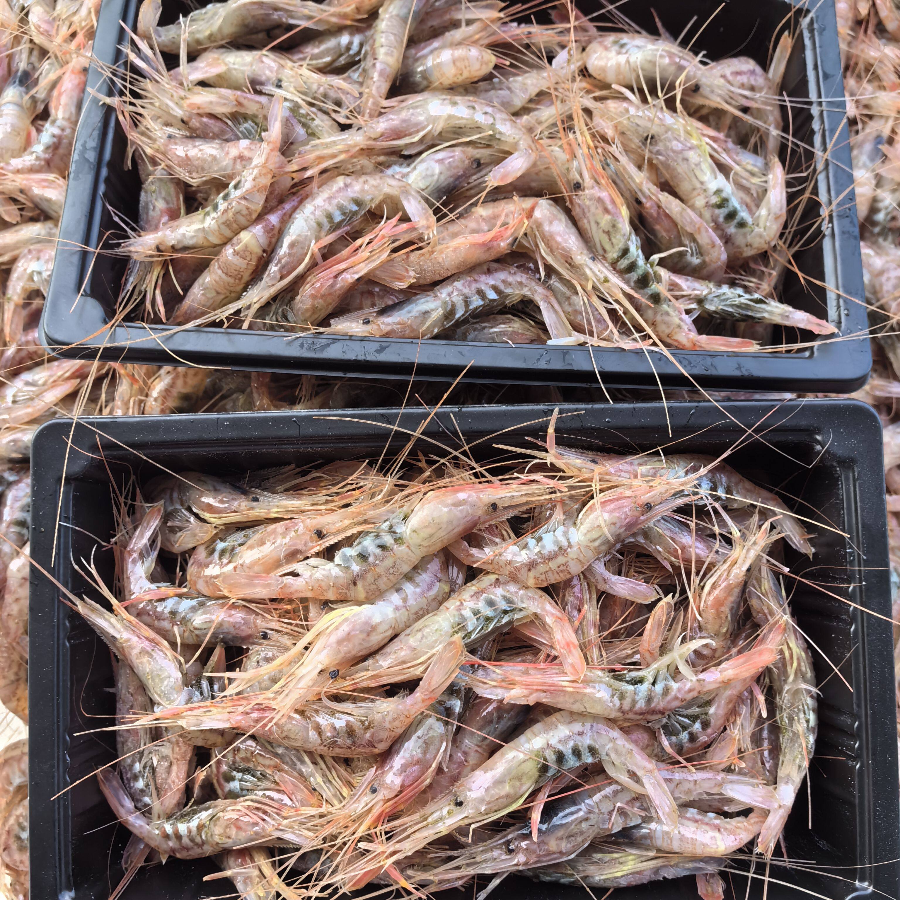 东海海捕野生带籽虾头膏超低温速冻可生呛小海虾顺丰