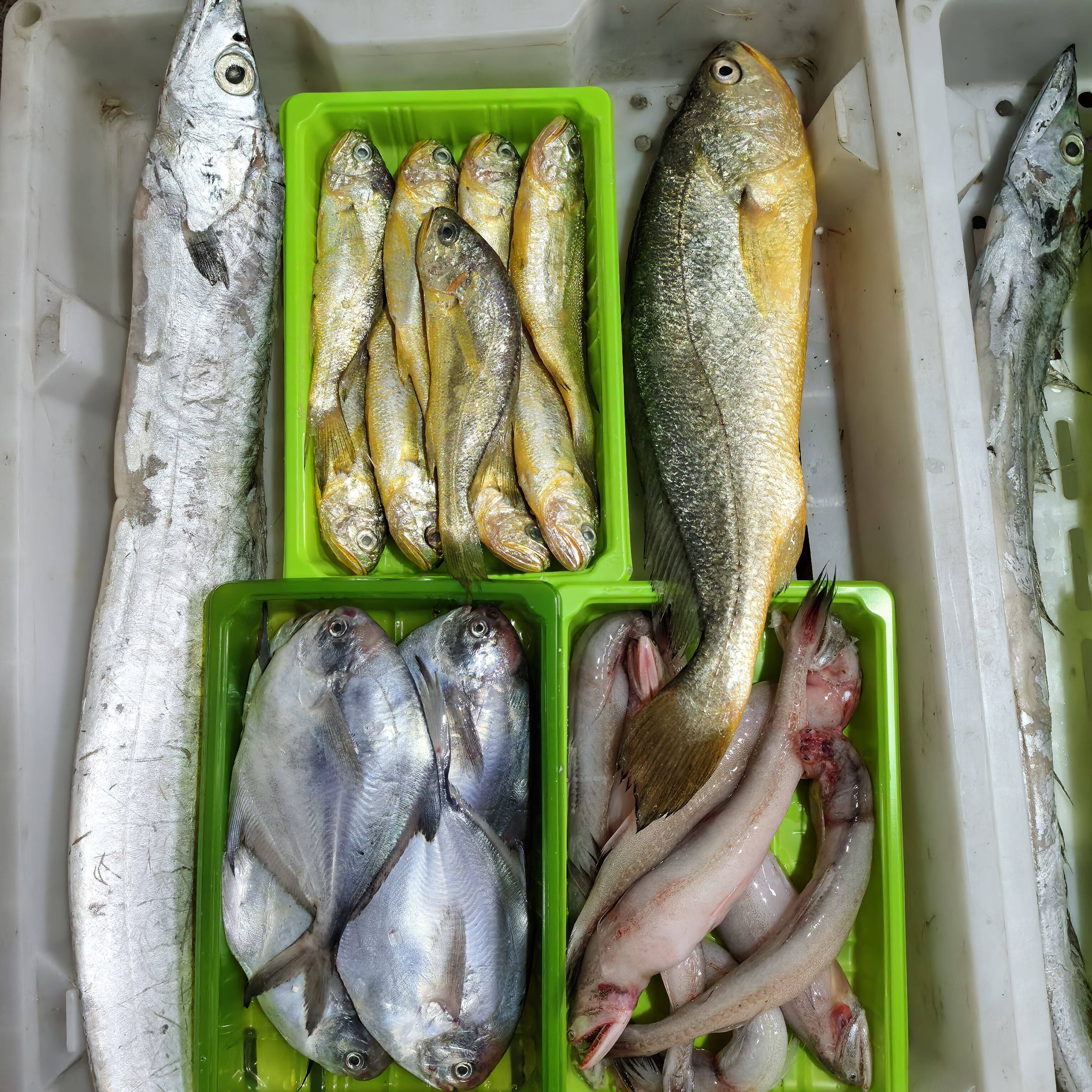 中秋海鲜礼包东海野生海鲜带鱼鲳鱼大小黄鱼水潺龙头鱼顺丰共5斤