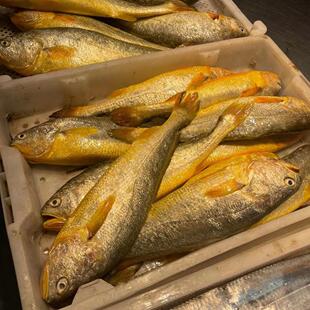 2条黄花鱼台州东海野游大黄鱼深海海鱼当日新鲜发货顺丰