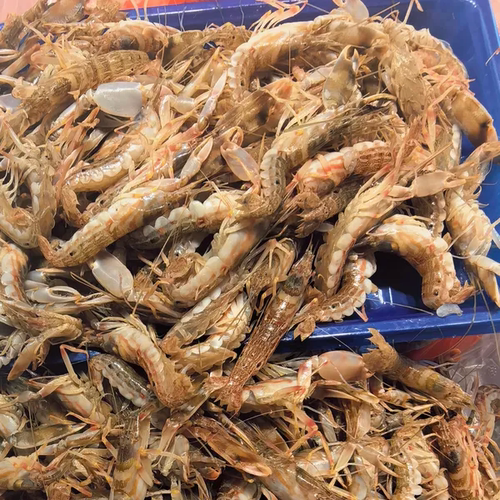 台州海捕叮当虾拉水虾花腰虾新鲜速冻顺丰江浙沪包邮3斤海鲜水产