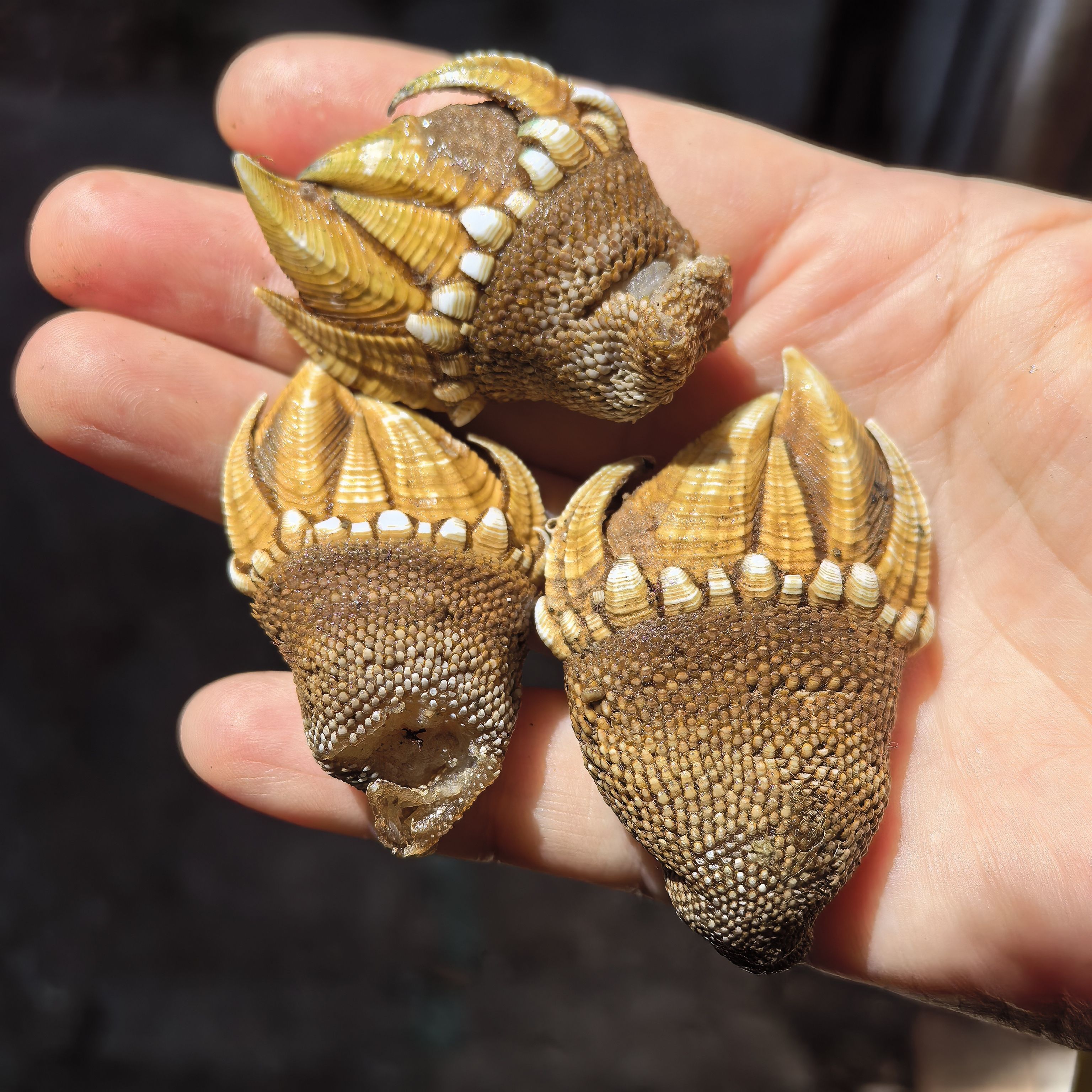 东海野生海螺特大观音手佛手螺鹅颈藤壶鸡爪螺1斤顺丰