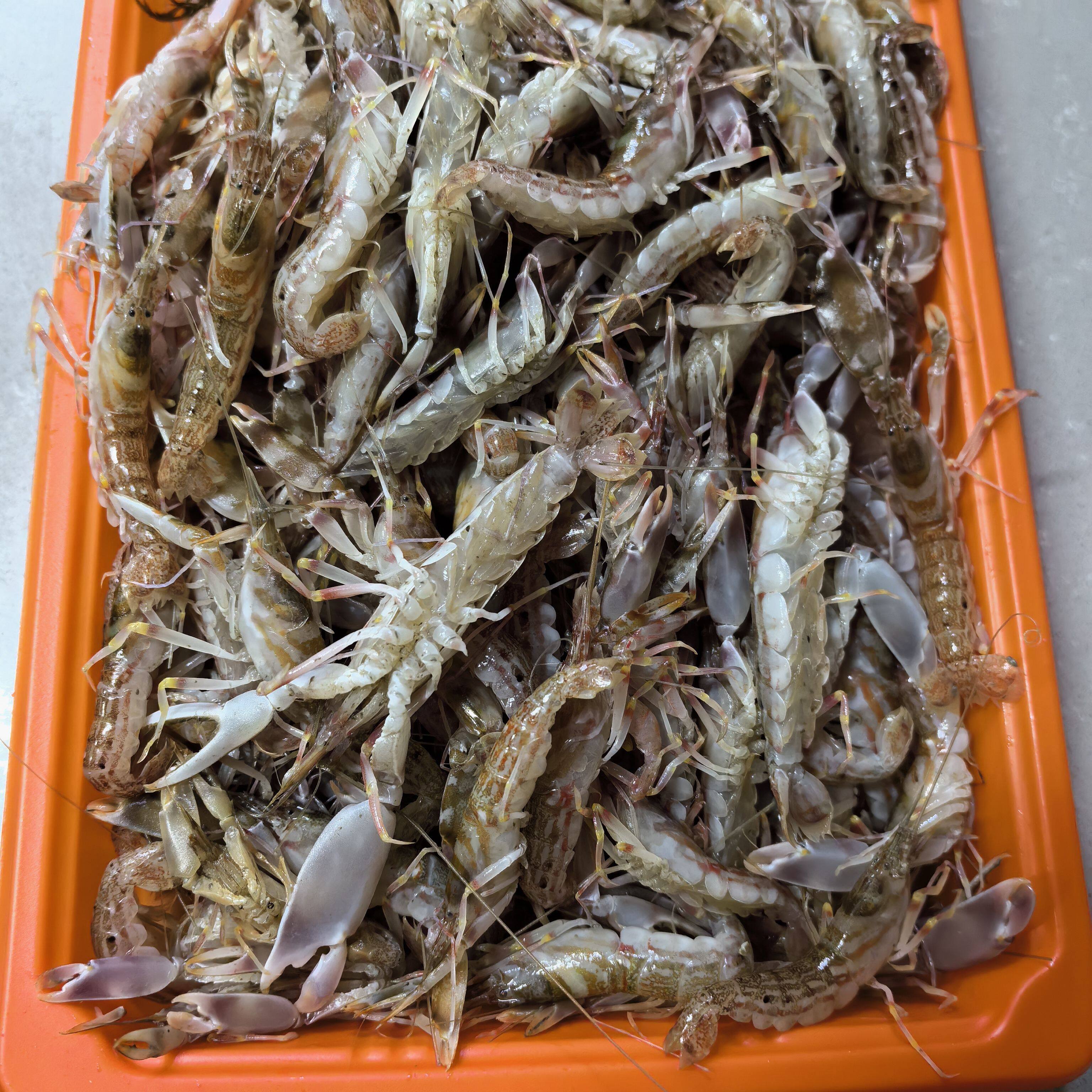 台州东海海捕野生海虾本地网红虾叮当虾新鲜冷冻夹板虾花腰虾顺丰