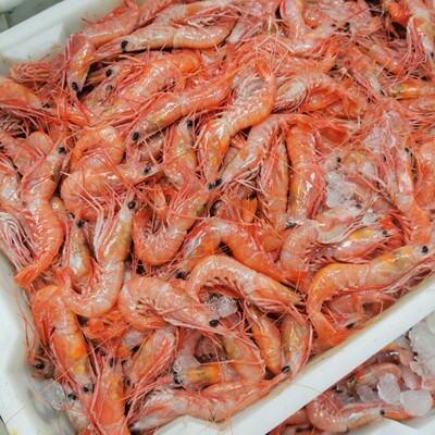红虾东海台州特色纯野生海鲜新鲜海捕船冻小红虾红绿头海虾顺丰