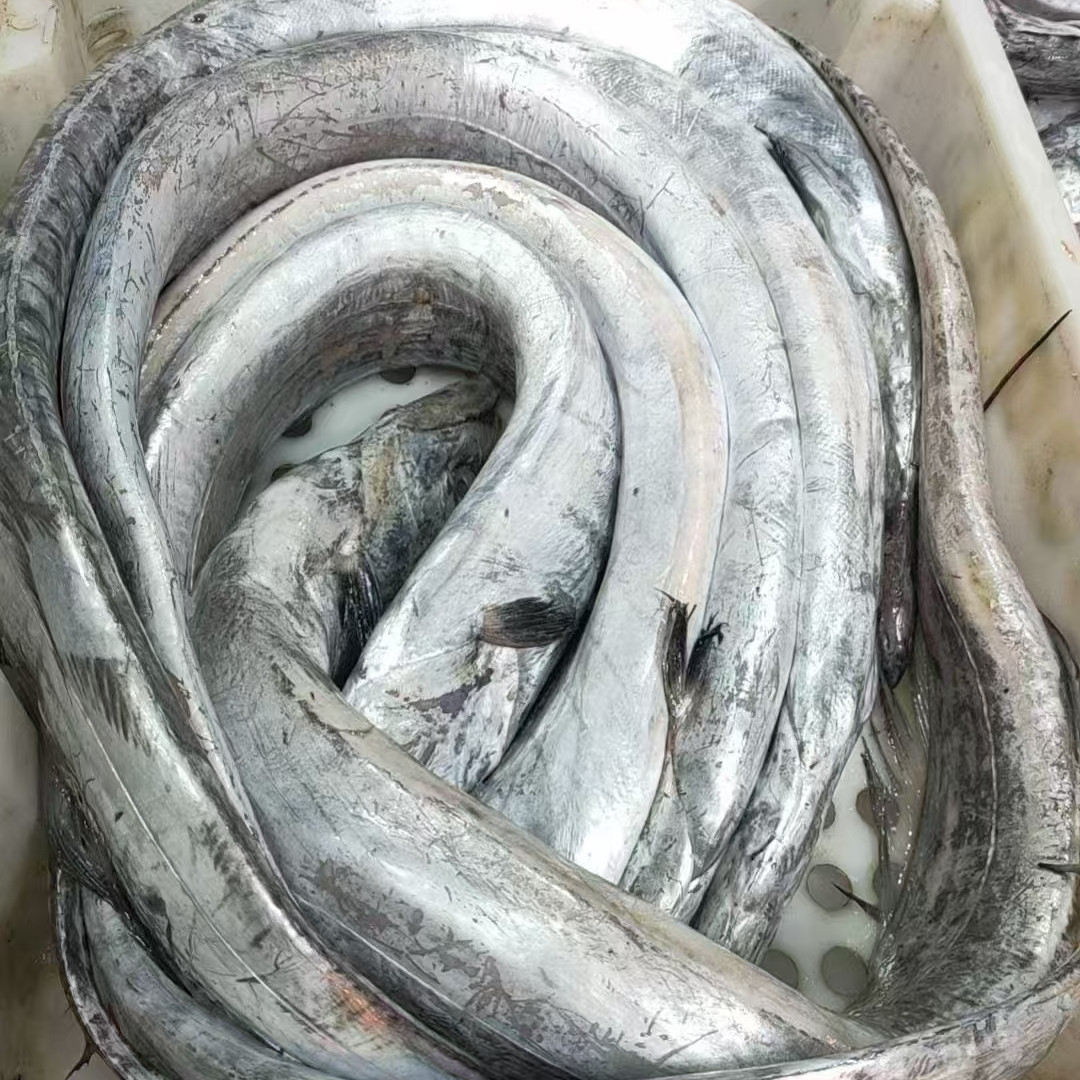 东海海鲜野生海捕深海油带鱼大带鱼水产品肉厚新鲜顺丰水产带鱼,水产肉类/新鲜蔬果/熟食,带鱼,淘宝优惠券,粉丝福利购,淘宝优惠卷