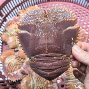 台州东海野生海捕超大琵琶虾虾爬新鲜活发顺丰路上包鲜不包活2斤