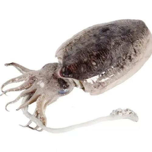 东海野生大墨鱼新鲜干版冷冻目鱼鲜活乌贼活冻海鲜江浙沪顺丰包邮