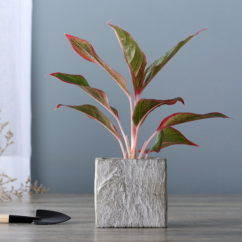 鲜花创意简约花卉方形长方形室内多肉植物绿植盆石头肉肉水泥花盆