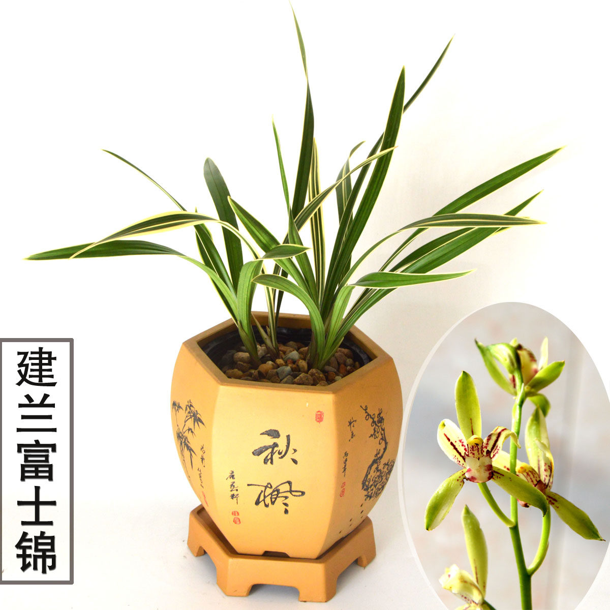 建兰四季兰金边叶艺兰花富士锦夏带花苞花艺双全室内绿植盆栽花卉