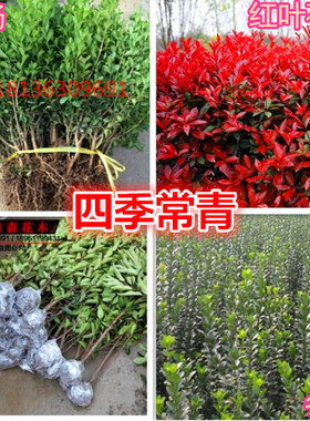 黄杨苗瓜子黄杨树苗冬青苗大叶黄杨树苗庭院绿化苗绿篱篱笆