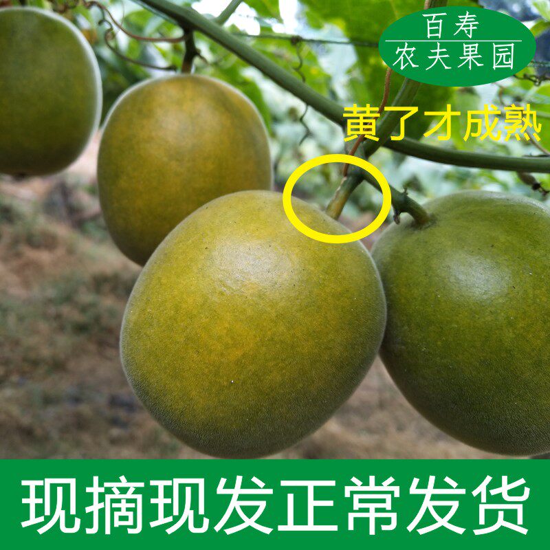 新鲜罗汉果1斤包邮生现摘鲜果汊