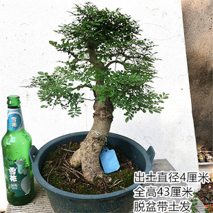对节白蜡小盆景 微型盆景素材树苗 对接白蜡树桩盆景 子播苗包邮