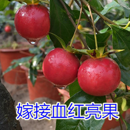 金弹子1盆景 小老桩盆栽 观叶母桩结果 阳台庭院带果树桩熟桩