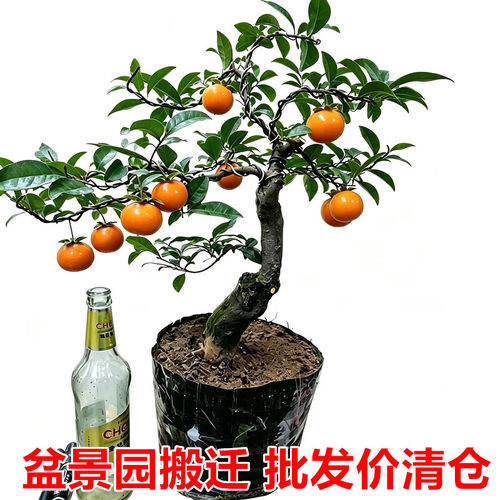 金弹子庭院阳台清新空气