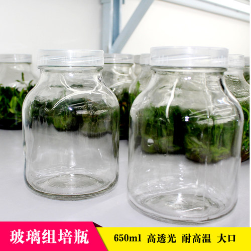 木木玻璃组培瓶植物兰花