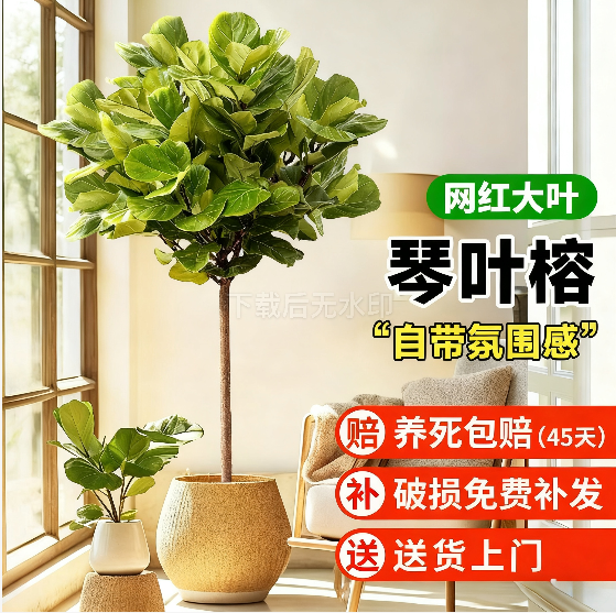 琴叶榕大型绿植大叶老桩