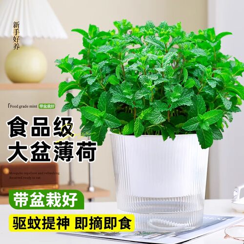大盆薄荷盆栽A级大苗室内驱蚊
