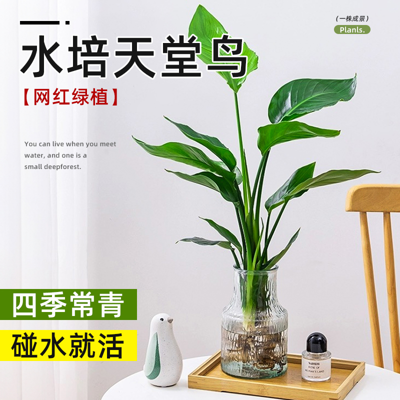 淡香大牌正品蓝风铃女士