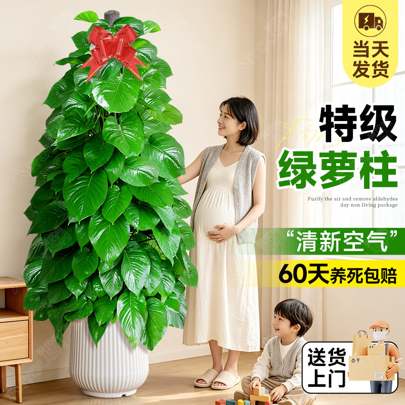 大叶绿萝室内大型办公室绿植植物