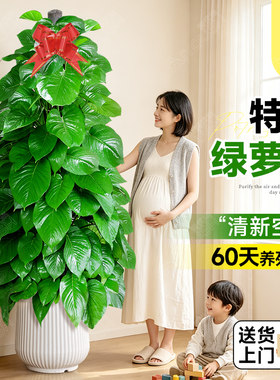 大叶绿萝室内大型办公室绿植植物