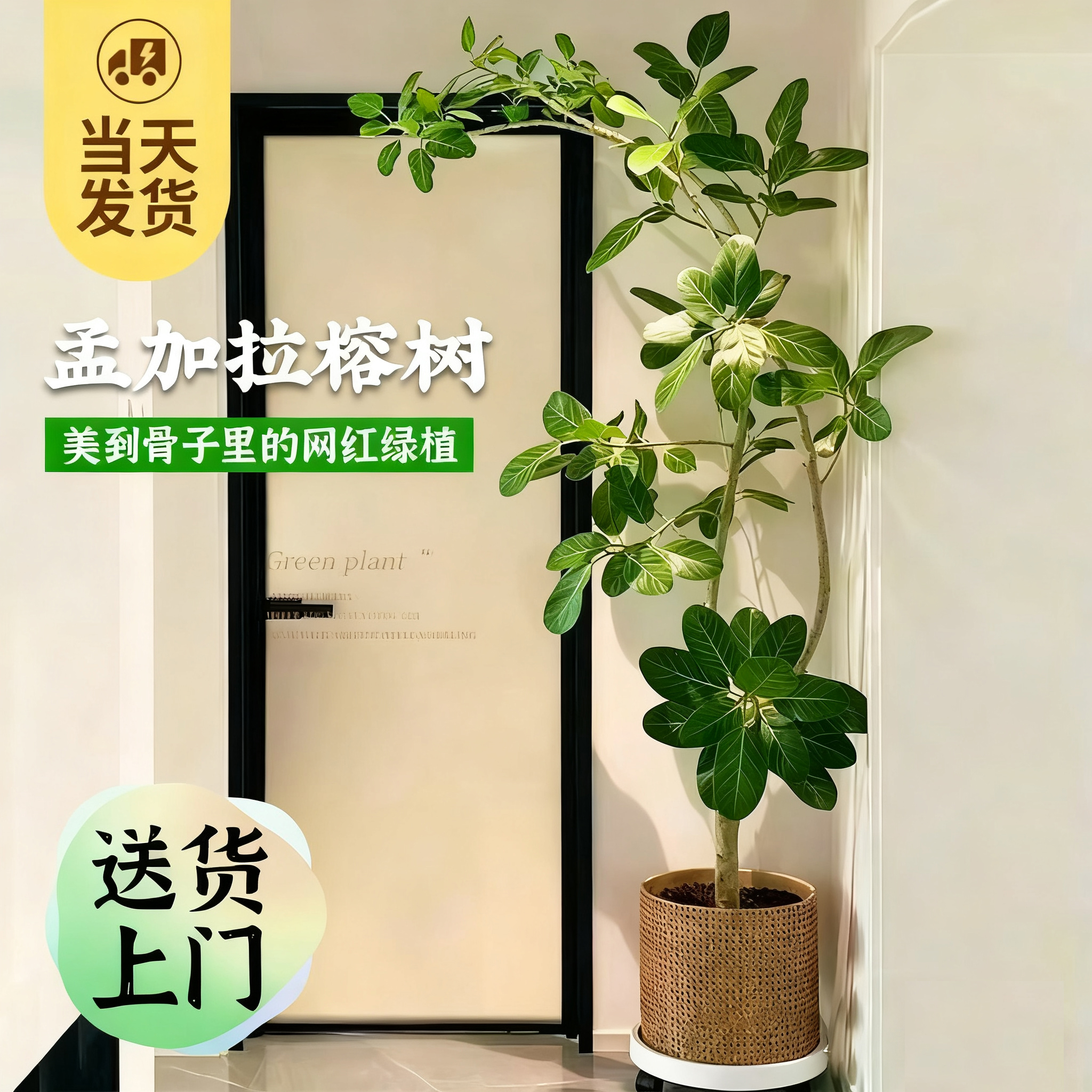 网红孟加拉榕室内盆栽观叶绿植