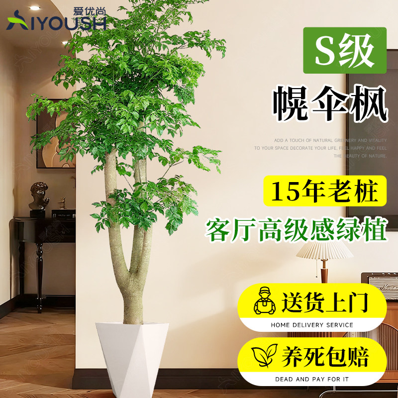 幌伞枫原生幸福树客厅大盆栽绿植高级感客厅室内盆栽大型老桩好养,鲜花速递/花卉仿真/绿植园艺,大型绿植/成品组合盆栽,淘宝优惠券,粉丝福利购,淘宝优惠卷