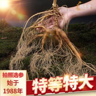 毅参堂特大足年老山参新鲜林下参野山参带土新鲜人参20 30年拍照