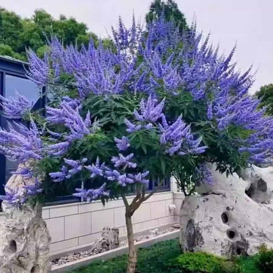 穗花牡荆好养花镜搭配植物风景树图片